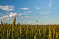 Amit Gupta Of Agrifields Is Placing India On A Path To Fertiliser Sustainability