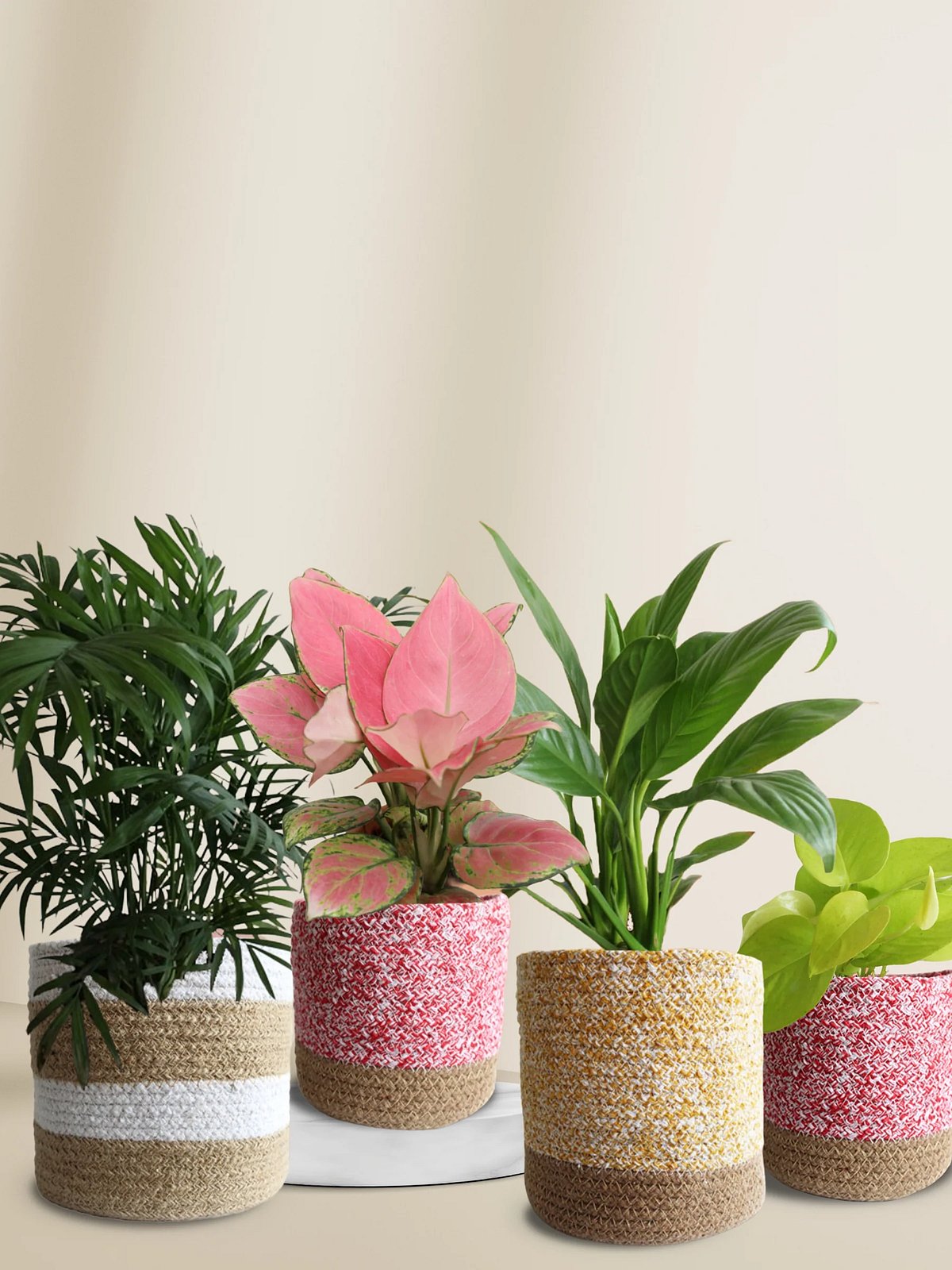 Elegant Potted Plants