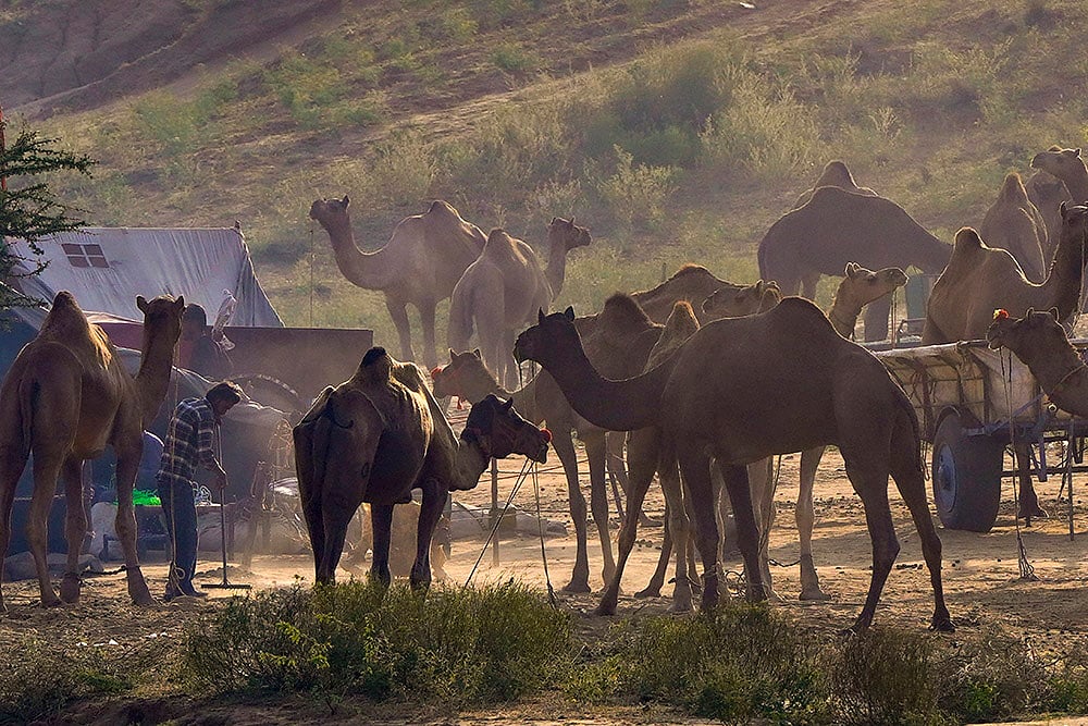 Camel Fair in Pushkar