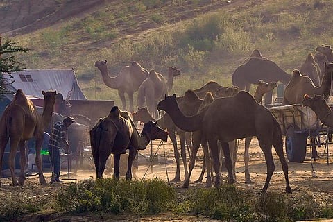 Camel Fair in Pushkar