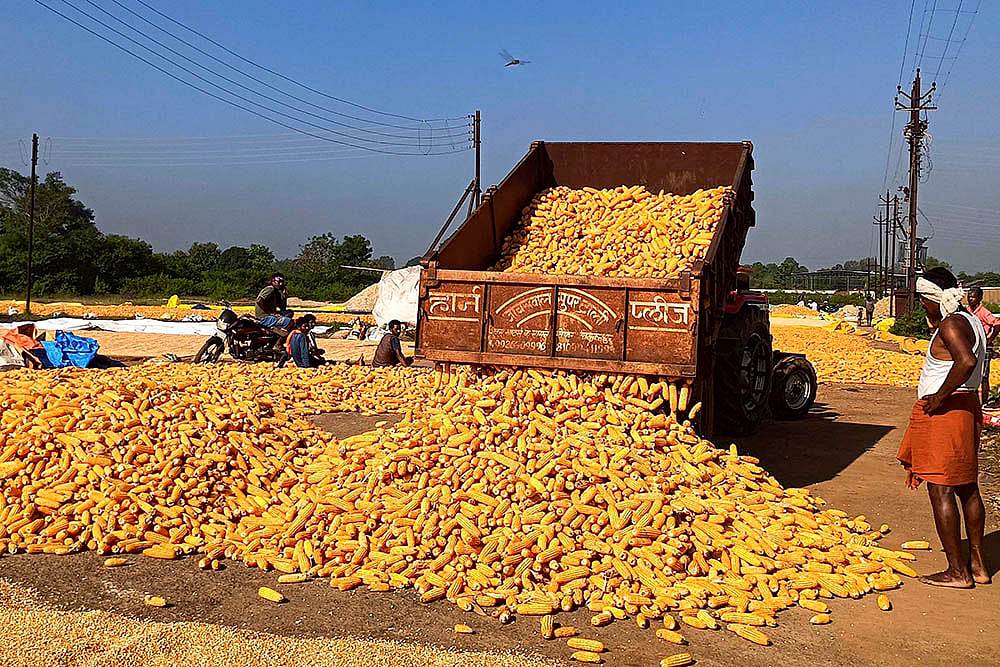 Agriculture: Maize farming in Bastar