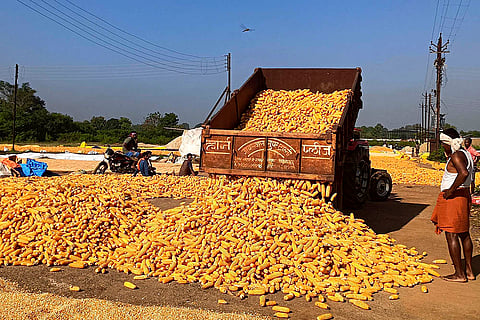 Agriculture: Maize farming in Bastar
