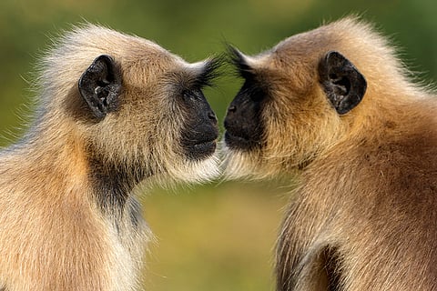 Pushkar Camel Fair 2025