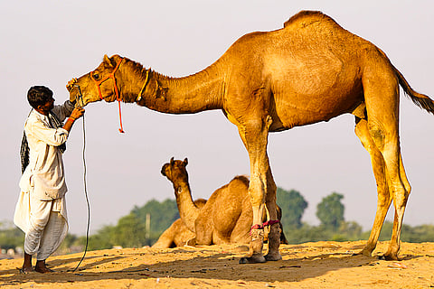 Pushkar Camel Fair 2025