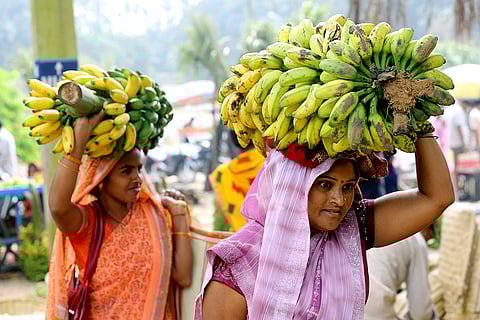 Women carry bunches of bananas for rituals during the ongoing Chhath Puja festivities, in Ranchi. 