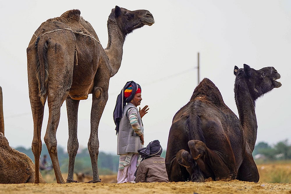 Pushkar Camel Fair 2025