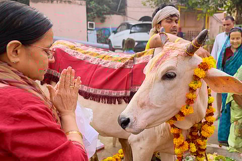 Gopashtami festival in Gurugram: A woman worships a cow on the eve of the 'Gopashtami' festival, in Gurugram, Haryana.