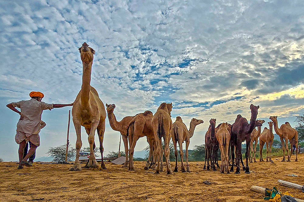 Pushkar Camel Fair 2025