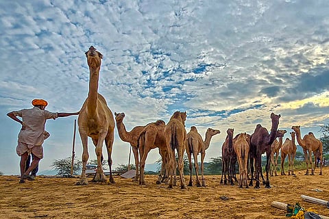 Pushkar Camel Fair 2025: A camel herder with his livestock at the annual Pushkar Camel Fair 2025, in Ajmer district, Rajasthan.
