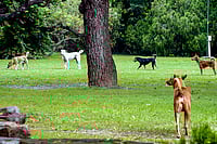 Day In Pics: November 07, 2025 | Photo: PTI : In this file photo, stray dogs roam at Lodhi the Garden, in New Delhi. The Supreme Court on Friday took note of the "alarming rise" in dog bite cases in institutional areas like educational centres and hospitals, and directed that such canines should be moved to designated shelters.