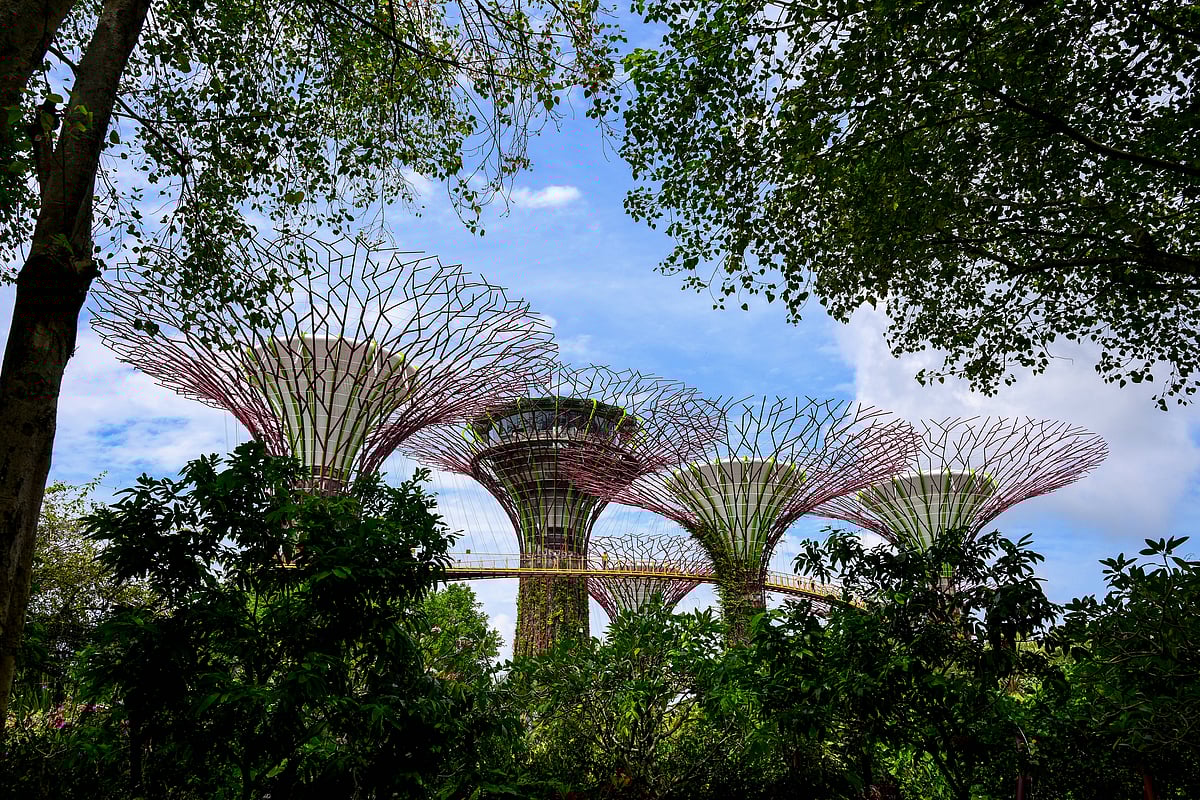 IMAGO / Insidefoto  : The supertrees are between 25 and 50 metres tall and act as vertical gardens, covered with over 162,000 plants of around 200 species; they also collect solar energy and rainwater, and help to cool and circulate the air in the area.