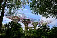 IMAGO / Insidefoto  : The supertrees are between 25 and 50 metres tall and act as vertical gardens, covered with over 162,000 plants of around 200 species; they also collect solar energy and rainwater, and help to cool and circulate the air in the area.