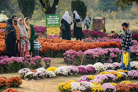 Visitors pose for a picture at the Chrysanthemum Garden, also known as 'Bagh-e-Gul-e-Dawood', in Srinagar.