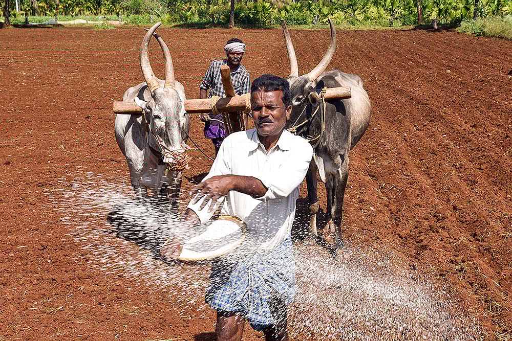 Agriculture: Farmer sprinkles fertilizer