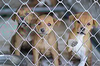 Shutterstock; Representative image : The puppies “were found confined in a cramped cage in an inhuman manner,” Nepal Police said in a press release.