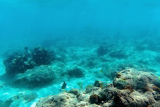 Skeletons in the Ocean: Are Coral Reefs Beyond the Point of Recovery?