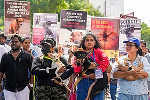 | Photo: PTI/R SenthilKumar : Volunteers hold dogs during a protest, in Chennai. The demonstration comes in response to a Supreme Court order for the removal of stray dogs from the capital following a rise in dog-bite incidents.