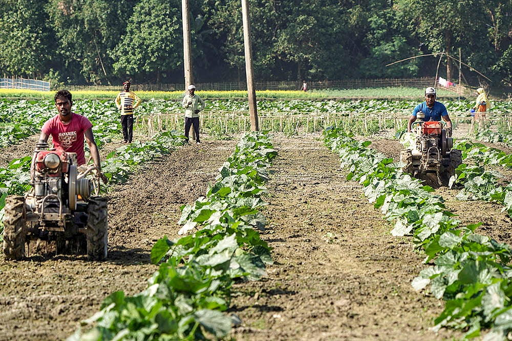 Farmers weed out pumpkin plants in Morigao