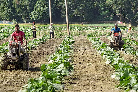 Farmers weed out their pumpkin plants using the power tillers at a farm, in Morigaon, Assam.