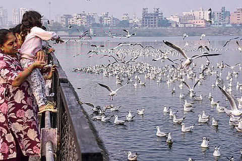 People feed a flock of seagulls at a bridge over the Tapi river, in Surat, Gujarat.