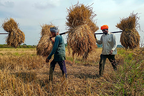 Workers carry bundles of harvested paddy on their shoulders across a field, in Bastar district, Chhattisgarh.