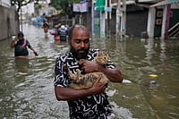 At Least 334 People Dead: Cyclone Ditwah Devastates Sri Lanka | Photo: AP/Eranga Jayawardena : A man wades through a flooded road carrying a cat in Colombo, Sri Lanka.