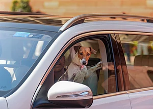PTI Photo/Shahbaz Khan : New Delhi: Congress MP Renuka Chaudhary's pet dog seen inside a car outside Parliament on the first day of the Winter Session, in New Delhi, Monday, Dec. 1, 2025.