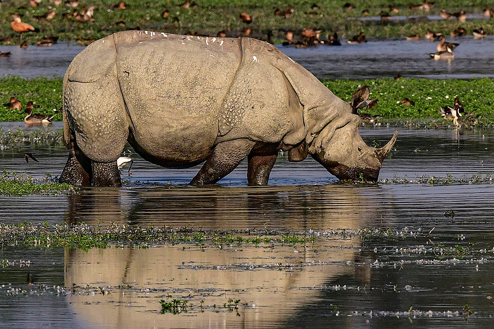 One horned Rhinoceros in Assam