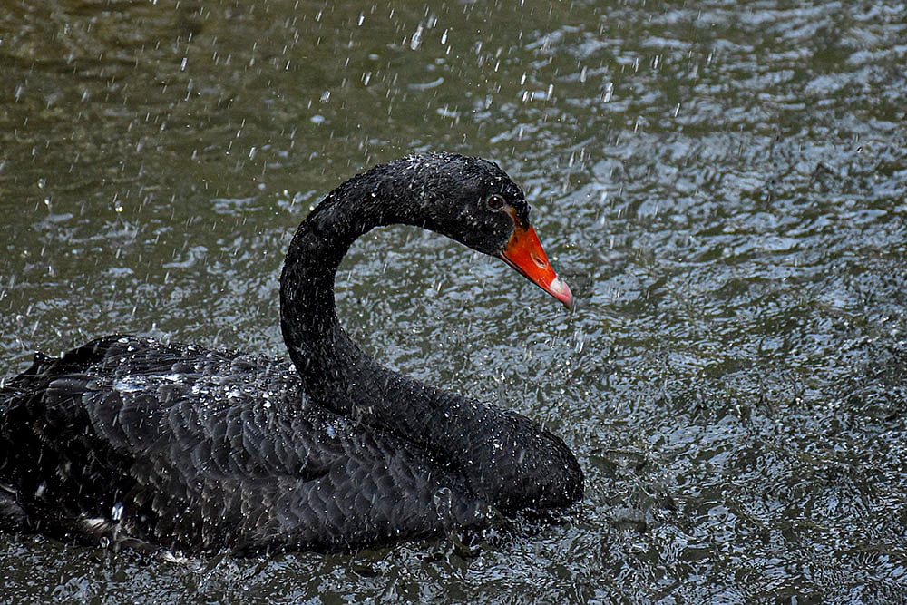 Black Swan at Chandigarh Bird Park