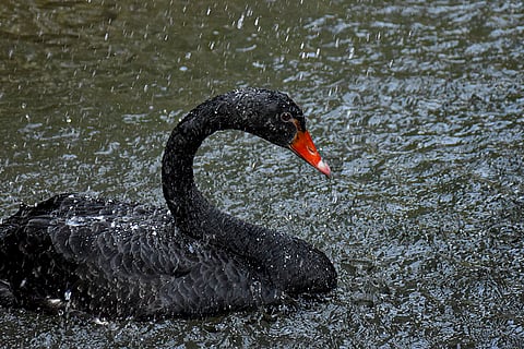 A black swan in a pond at the Chandigarh Bird Park, in Chandigarh.