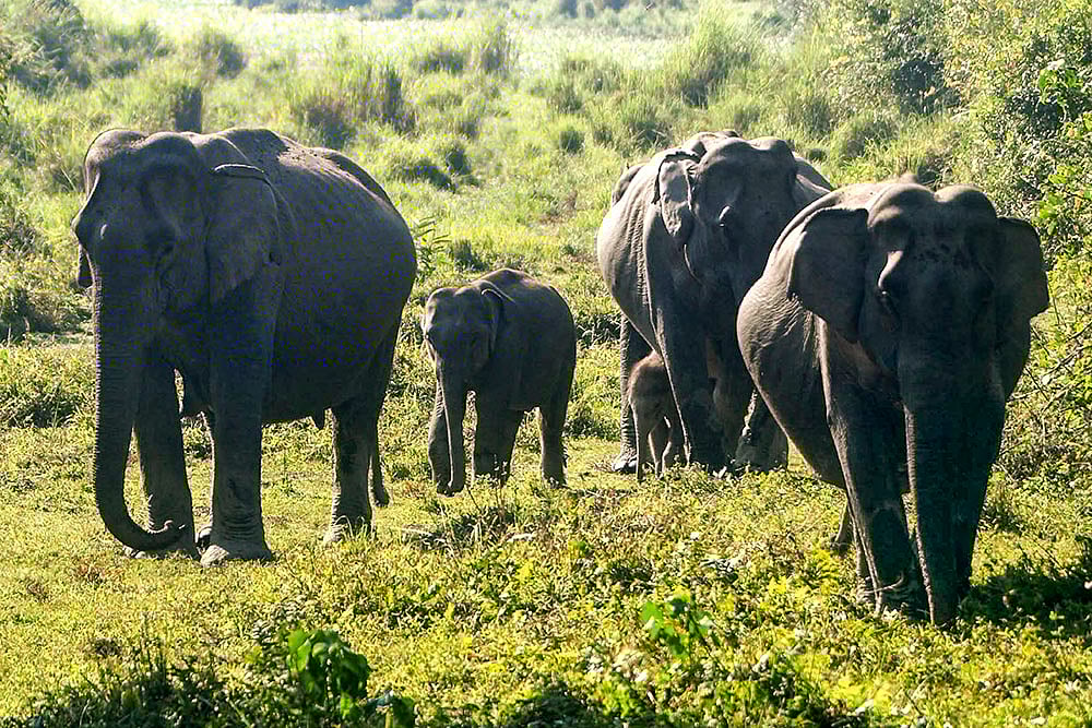 Elephants in Kaziranga National Park