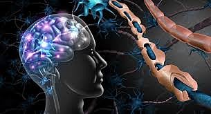 Gut Bacteria May Play A Hidden Role In Driving Multiple Sclerosis