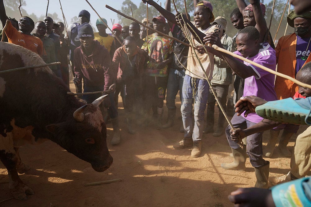 Kenya Bullfighting photo-