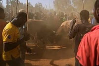 Kenya’s Traditional Bullfighting Draws Throngs Of Modern-Day Bettors | Photo: AP/Brian Inganga : A crowd of spectators encircles fighting bulls Shakahola and Promise as they lock horns at a bullfight, in Kakamega, Kenya.