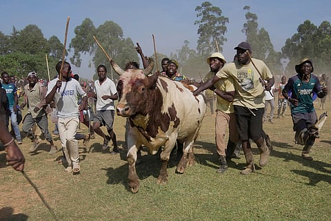 Promise, the bull, runs away after being defeated by Shakahola at a bullfight, in Kakamega, Kenya.