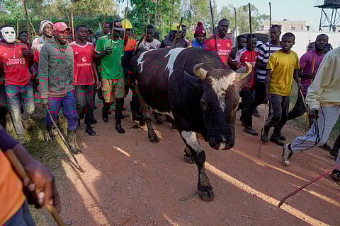 A crowd of spectators escorts bull Shakahola, a reference to a the 2023 Kenya cult in which more than 400 people died, to a bullfight in Kakamega, Kenya.