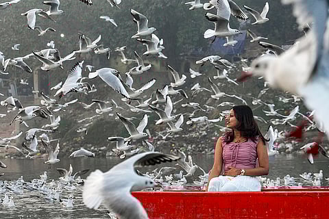 A visitor takes a boat ride in the Yamuna river as gulls fly by on a winter morning, in New Delhi.