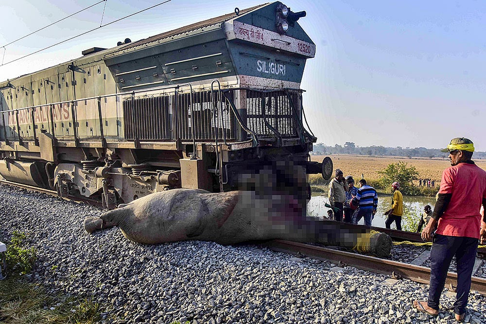 Eight elephants are killed after a herd is struck by the Sairang-New Delhi Rajdhani Express, in Nagaon district, Assam. - | Photo: PTI