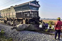 | Photo: PTI : Eight elephants are killed after a herd is struck by the Sairang-New Delhi Rajdhani Express, in Nagaon district, Assam.