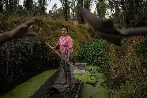 Cassandra Garduño cleans a canal in her chinampa, an island farm built by the Aztecs thousands of years ago May 8, 2025, in San Gregorio Atlapulco, a borough of Mexico City.