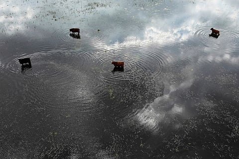 Cows stand in floodwaters at a farm July 25, 2025, in Buenos Aires province, Argentina.
