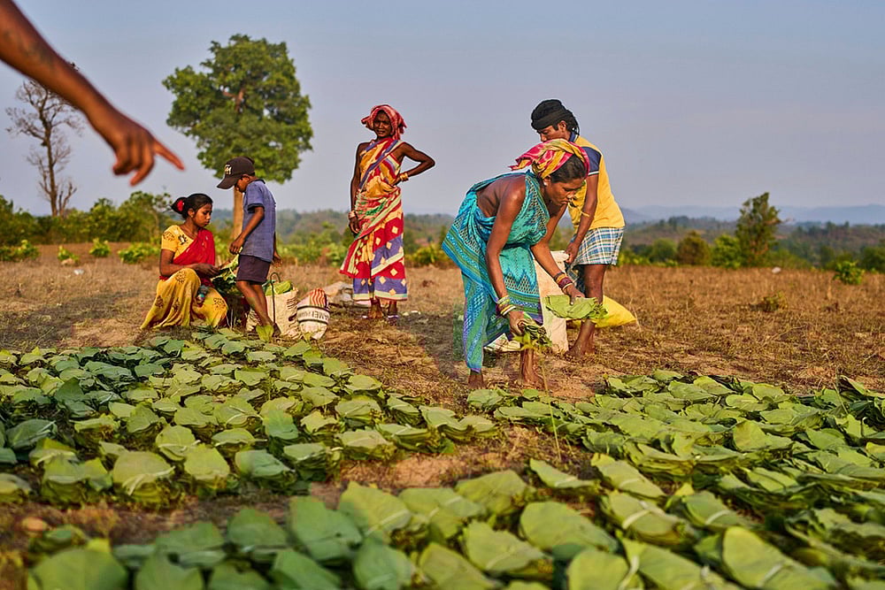 Yearender Photo Gallery - Climate 2025-Gadaba Indigenous communities