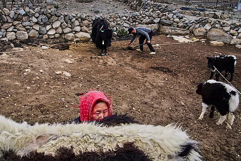 Tanzin Dolma milks a yak as her husband, Punchuk Namdol, collects dung in the background on an early morning July 8, 2025, in Maan village, Ladakh, India.
