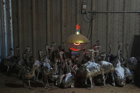 Baby ostriches huddle after being moved into a barn following recent flooding July 9, 2025, at a farm in Bend, Texas.