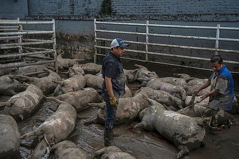 Arturo Huidobro, center, and a worker prepare to remove dead pigs from a farm following heavy rainfall Oct. 11, 2025, in Poza Rica, Mexico.