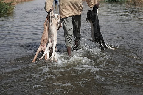 A Sudanese farmer carries his livestock after his farm was destroyed by floods Oct. 1, 2025, in Wad Ramli village, Sudan.
