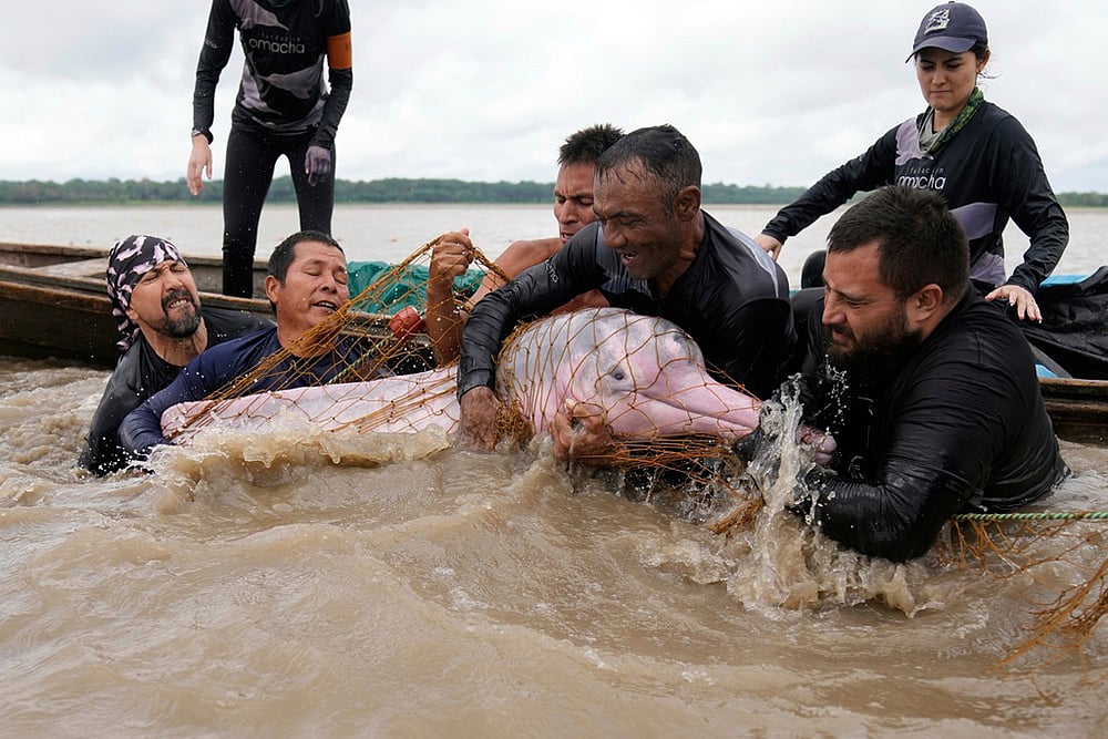 Yearender Photo Gallery - Climate 2025-Colombia pink river dolphin