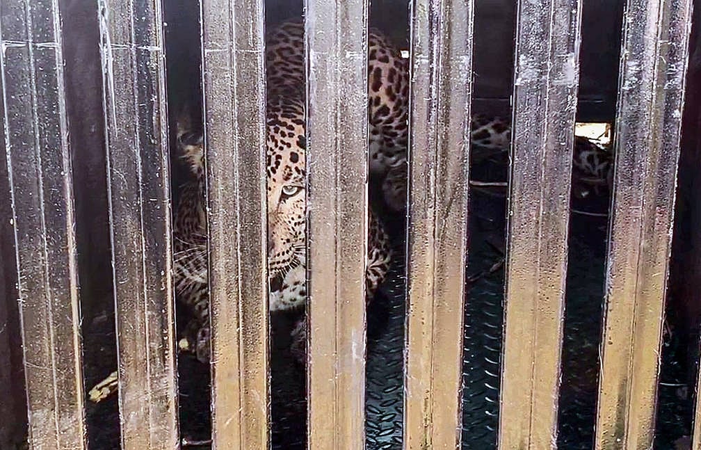 A male leopard has been captured in a cage set up by the Forest Department at maharashtra  - Imago/ANI