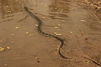 India Yet To Protect Coastal Communities From The Rising Threat Of Sea Snake Envenomation