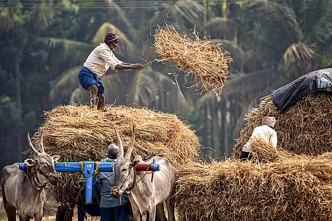 Farmers unload harvested ragi from a bullock cart at a farm, in Chikkamagaluru district, Karnataka.